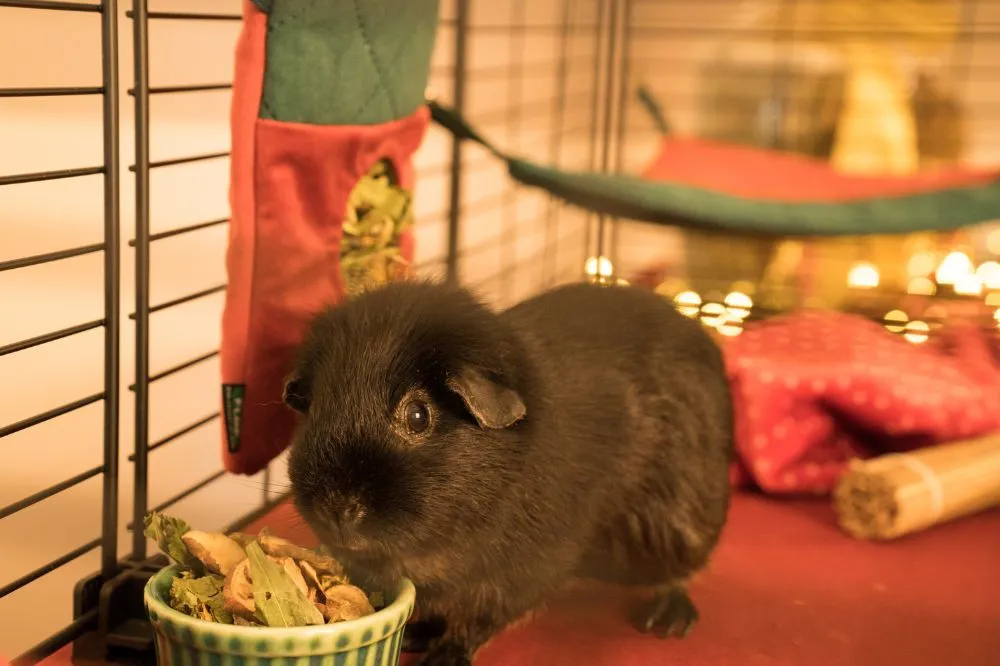 Legowisko narożne dla świnki morskiej - świąteczne 2025 1_guinea