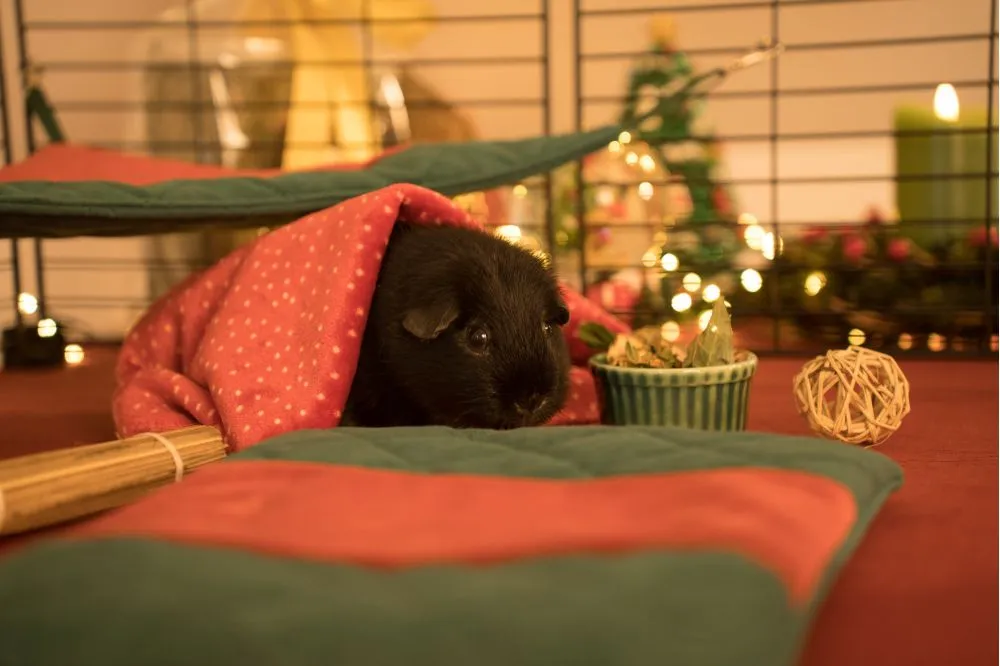 Legowisko narożne dla świnki morskiej - kolekcja FLOP Święta 2025 2_guinea