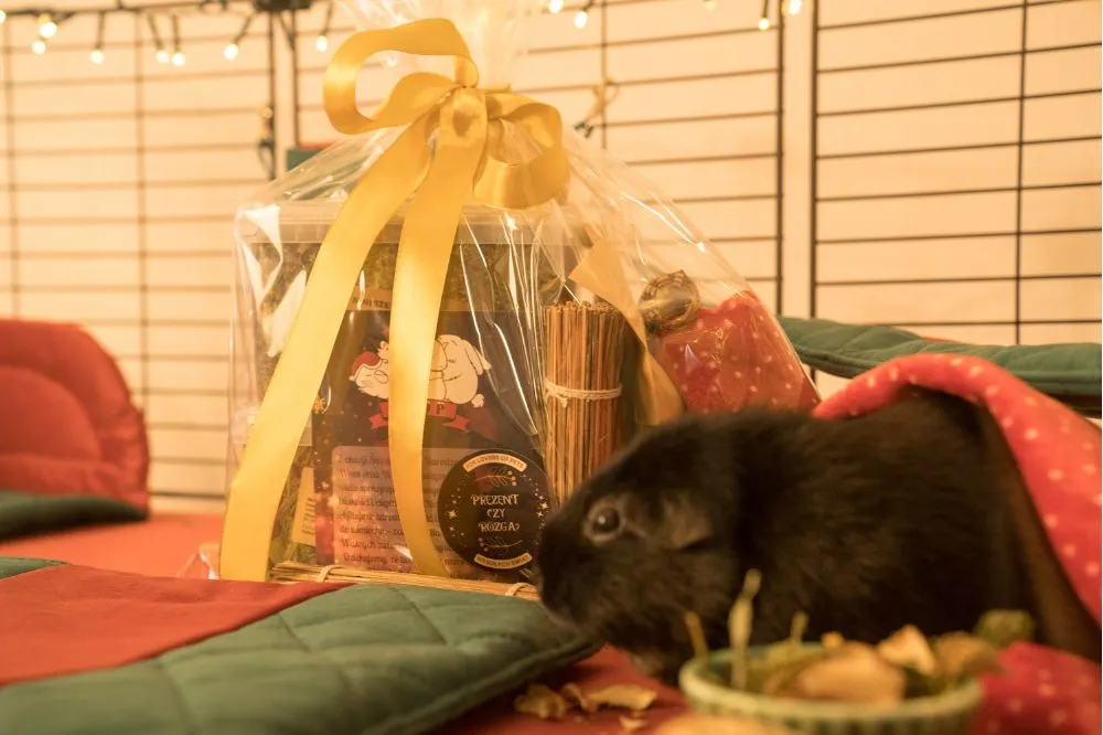 Legowisko narożne dla świnki morskiej - świąteczne detale FLOP 3_guinea