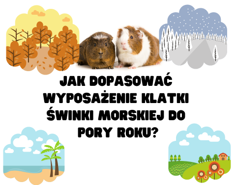 Jak dopasować wyposażenie klatki świnek morskich do pory roku