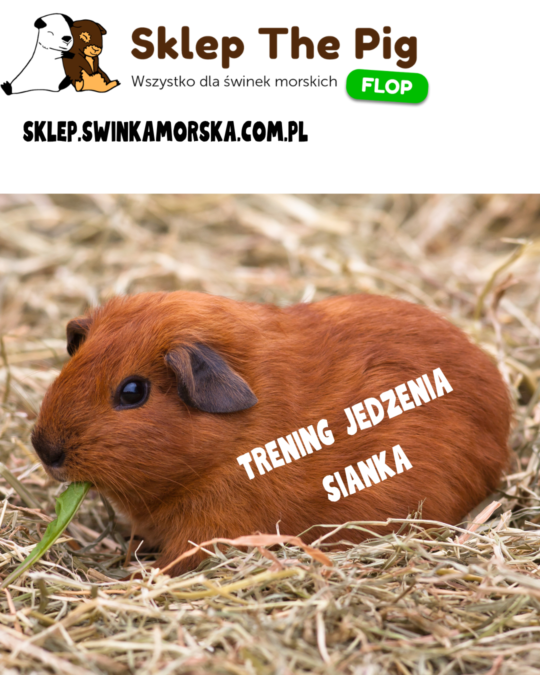 Trening jedzenia sianka dla świnki morskiej!