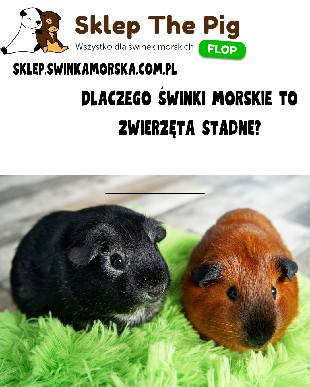 Dlaczego świnki morskie to zwierzęta silnie stadne?