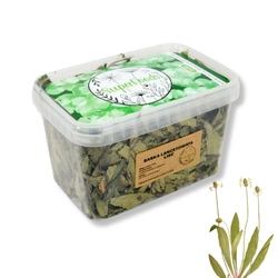 Babka lancetowata (Plantago lanceolata L.) liść 100g / pudełko 1200ml dla świnki morskiej