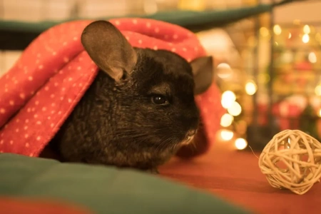 Mały świąteczny paśnik dla świnek morskich 2025