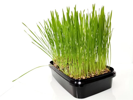 Zestaw Pszenica do wysiania na hydrogranulkach