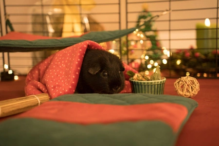 Prezent świąteczny 2025 dla świnki morskiej – zestaw z kocykiem i przysmakami