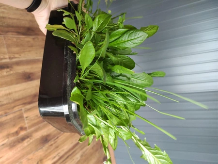 Zestaw Mniszek lekarski do wysiania na hydrogranulkach