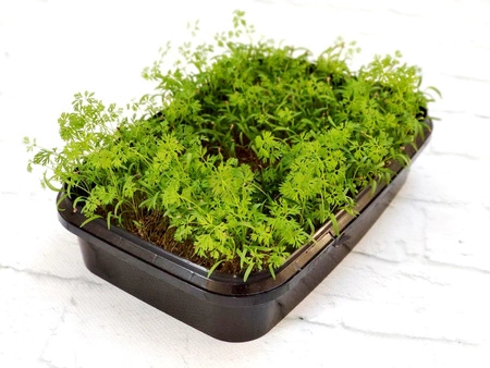 Zestaw Dzika marchew do wysiania na hydrogranulkach