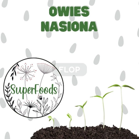 Owies - nasiona do domowego wysiewu