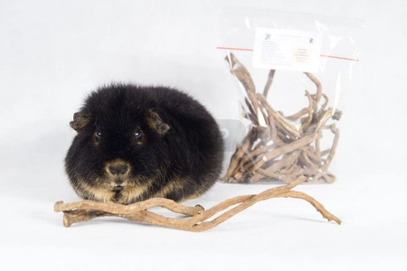 Mniszek lekarski - KORZEŃ - 100g SuperFoods dla świnki morskiej