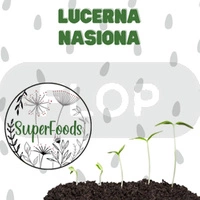 Lucerna