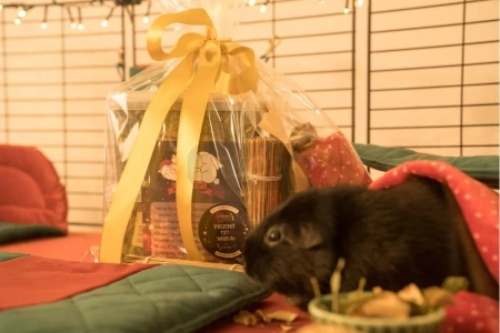 Mały świąteczny paśnik dla świnek morskich 2025