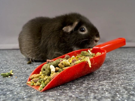 Łopatka do karm dla świnek morskich