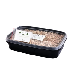 Zestaw Koniczyna do wysiania na hydrogranulkach