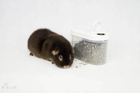 Pojemnik na karmę 1,1l