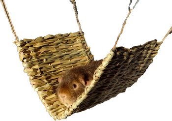 Hamak z trawy dla świnki morskiej