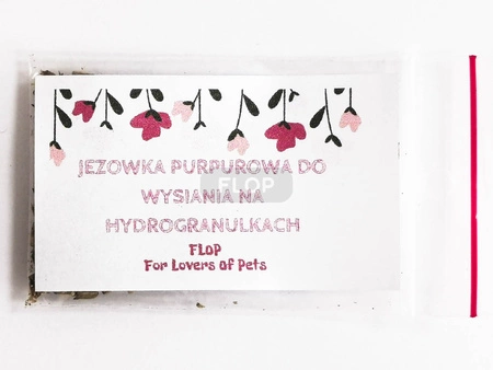 Jeżówka purpurowa - nasiona do domowego wysiewu