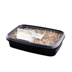 Zestaw Mniszek lekarski do wysiania na hydrogranulkach