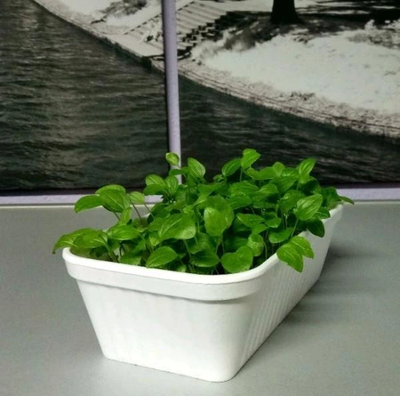 Zestaw Jeżówka purpurowa do wysiania na hydrogranulkach