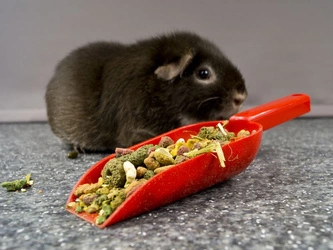 Łopatka do karm dla świnek morskich