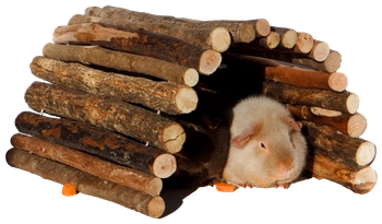 Elastyczny domek/mostek z gałęzi dla świnki morskiej