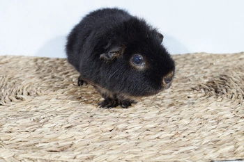 Wielka mata z trawy morskiej dla świnek morskich do kopania i zgryzania 60x40cm Toy4Joy