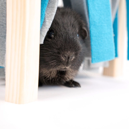 Fleece Forest FLOP - zabawka i kryjówka dla świnek morskich